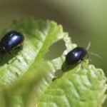 Galéruque de l&rsquo;aulne_1002
