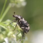 Cétoine punaise_1003