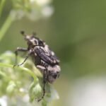 Cétoine punaise_1004