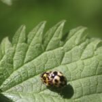 Coccinelle à damier_1005