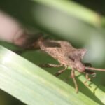 Corée marginée_1006