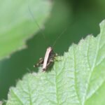 Decticelle cendrée_1008