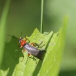 Téléphore moine_1009