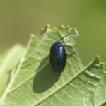 Galéruque de l&rsquo;aulne_1012