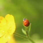 Coccinelle asiatique_1014