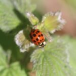 Coccinelle asiatique_1015