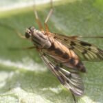 Leptis bécasse_1023