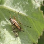 Leptis bécasse_1024