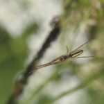 Tétragnathe étirée_1027