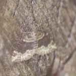 Mélanippe riveraine_1029