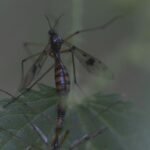 Ptychoptera contaminata_2040