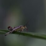 Mouche scorption (Panorpa germanica)_2041