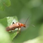 Cantharis rufa_1031