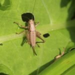 Decticelle cendrée_1109