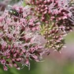 Eupatoire chanvrine_1114