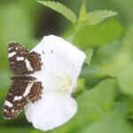 Carte géographique_1118