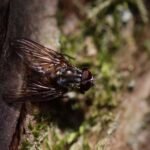 Phaonia subventa_2121