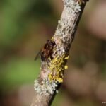 Epistrophe eligans_2119