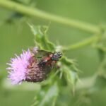 Eriothrix rufomaculatus_1120