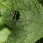 Macrophya albicincta / alboannulata_2120