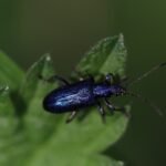 Plateumaris sericea_2127