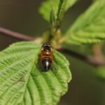 Epistrophe eligans_2122