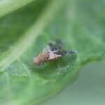 Tephritis conura_1140