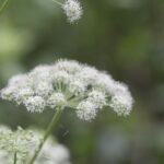 Angélique des bois_1128