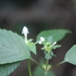 Galéopsis douteux_1135