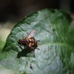 Hélophile suspendu_2131