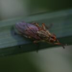 Mouche stercoraire_2133