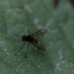 Chrysopilus cristatus_2135