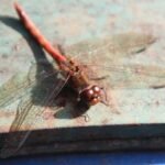 Sympétrum strié_1209