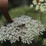 Eristale interrompu_2178