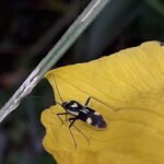 Grypocoris sexguttatus_2014