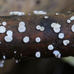 Lachnum tenuissimum_505