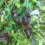 Ecrevisse de Californie_900