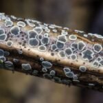 Mollisia revincta_507