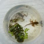 Grenouille rieuse_117