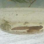 Grenouille rieuse_118