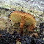 Naucorie hérisson_510