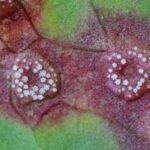 Puccinia phragmitis_502