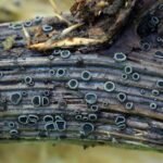 Pyrenopeziza atrata_488