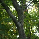 Cerisier tardif_2046