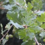 Chêne pédonculé_2054