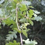 Chêne pédonculé_2055