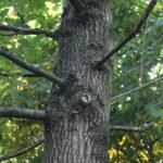 Chêne pédonculé_2056