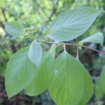 Cornouiller sanguin_2042