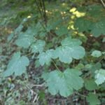 Erable sycomore_2058