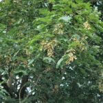 Erable sycomore_2059